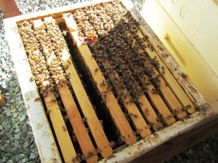 A super with nine of ten frames that the bees will fill with honey