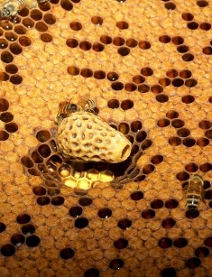 The honeybee queen's "house"