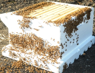 A super of honeybees with ten frames