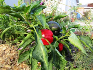 Sweet red and green bell peppers