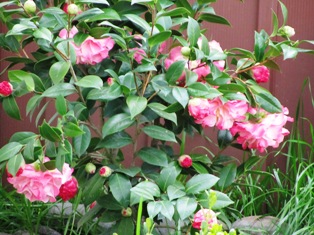 Acid-loving plants include this Camellia japonica attractive blooms and foliage