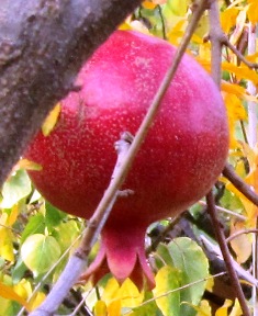 Gorgeous fruit adorns the tree like a hanging garnet 