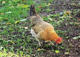 Small hen with double wattle