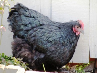 Mystery, black Cochin hen