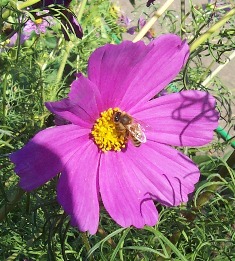 A bee collecting pollen from a cosmos flower