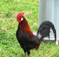 Bantam is a small breed; here, a rooster