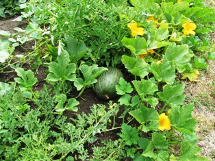 Melon vines grown directly in the ground from seed