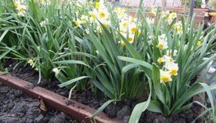 Daffodils are most beautiful planted in drifts