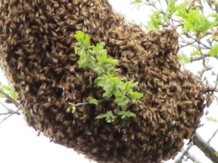 Honeybees will swarm around their queen in branches of trees