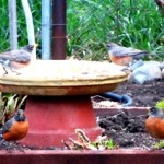 Robins drinking from a pottery saucer
