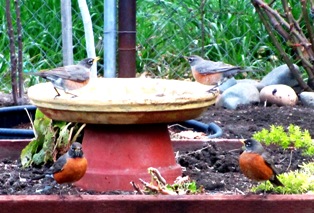 Robins drinking from a pottery saucer