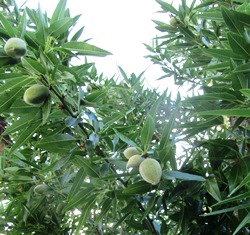 Almonds form abundantly on pollinated trees such as this one