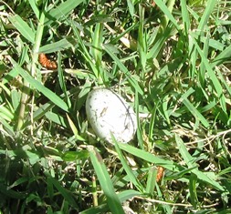 An egg has fallen from a nest, but it's cracked and empty of any baby bird