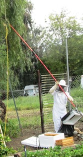 Carlos will use a garbage bag and  a partial bee box, rope, pole and ladder to rescue the bees