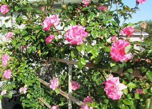Handel climbs along a trellis made special to support its upright growth habit