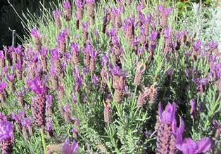 If you have limited space, use herbs in your landscaping like this Spanish lavender or grow them in pots on the patio or windowsill