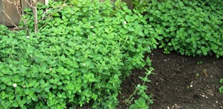 Greek oregano is popping up all over the garden