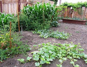 Corn and cucumber share space with tomatoes