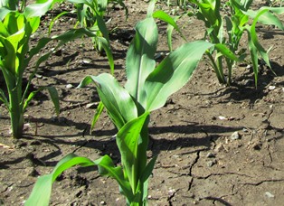 Young super sweet corn in its third week of growth