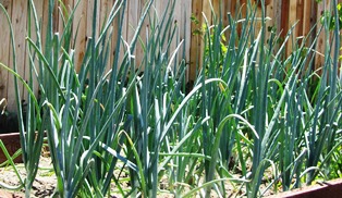 Red onions, like these, can be grown in a box or raised bed
