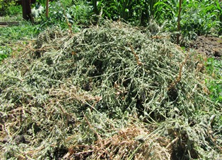 pile of weeds lg em