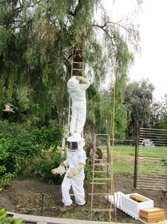 Capturing a bee swarm sometimes requires two beekeepers