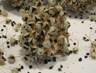 Closeup of the dried flower head of an onion with black seeds