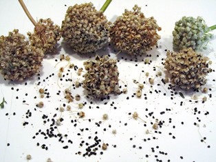 Onion seeds fall out of dried blooms 