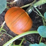 French sugar pumpkin are small but perfect for pies