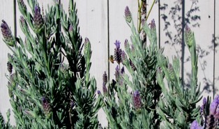 Honeybees love hovering around all types of lavender; here, it's the Spanish variety