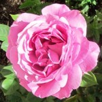 This candy-stripe rose was a gift from a friend--a cutting from her rose that became a large bush in my care