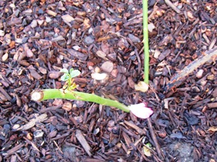 Strong canes with eye buds can be dipped in rooting hormone and put into the ground to grow a new bush