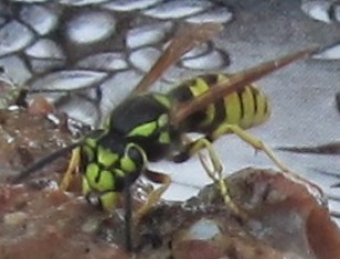 Yellow Jacket on my Sunday morning brunch plate
