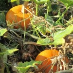 Pumpkins show orange and yellow, signalling the arrival of the cool season