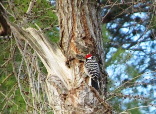 This lovely Nuttall's woodpecker has returned this year and its offspring pecks away at our roof strut