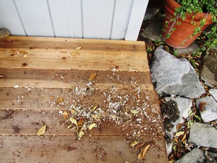 Shavings of wood, foam, and nesting materials characterize the mess on the porch