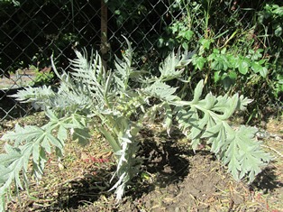 A one-year old artichoke I planted last year has survived