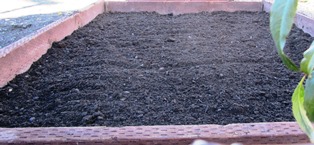 The soil with fertilizer added should ensure a healthy start to the iris