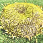 The florets are falling off and the seeds have formed on this giant sunflower head