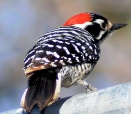 A male Nuttall's Woodpecker loves dining on the suet cake hanging near our pepper tree