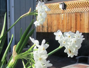 Look closely for the honeybee at the bottom right on the paperwhite narcissus blossom