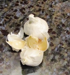 Garlic, a member of the onion family, has been used for centuries as a medicine and food flavoring