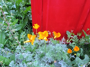 California poppies are beginning to bloom around the farmette