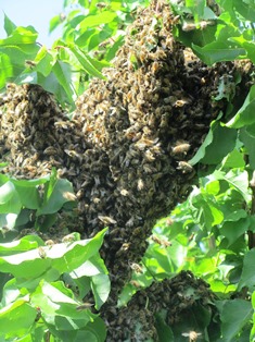 Honeybees cluster in a temporary location (apricot tree) during a swarm