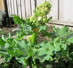 You really don't want the rhubarb plant to bloom as the plant will stop producing canes