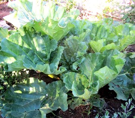 rhubarb takes up a lot of space because of its big leaves