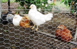 A few of our flock of eight baby chicks, now with feathers