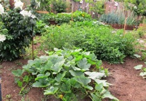 A healthy garden visually delights