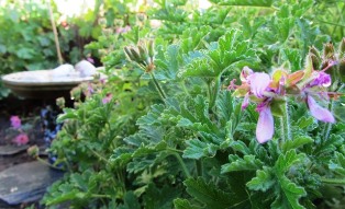 The rose geranium blooms are lovely but the plant is valued for its aromatic leaves 