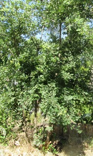 Four-year-old oak